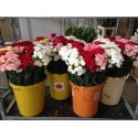 SANTOS-CLAVEL EXTRA VARIADO 70 CM