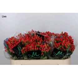 HYPERICUM ROJO 50/60 CM X25