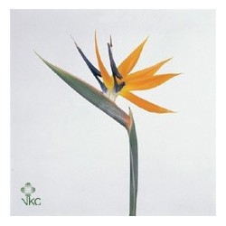 SANTOS-STERLICIAS 80 CM 