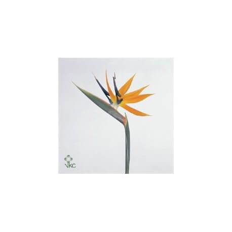 SANTOS-STERLICIAS 80 CM 
