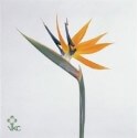 SANTOS-STERLICIAS 80 CM 