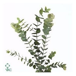 SANTOS-EUCALIPTO CINEREA