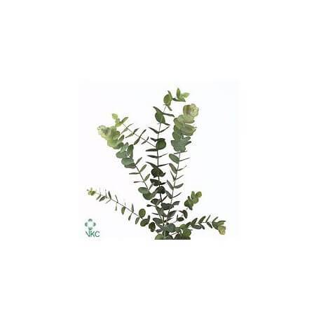 SANTOS-EUCALIPTO CINEREA