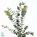 SANTOS-EUCALIPTO CINEREA