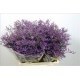 SANTOS-LIMONIUM SAFFORA BLUE 60 CM X25 tallos