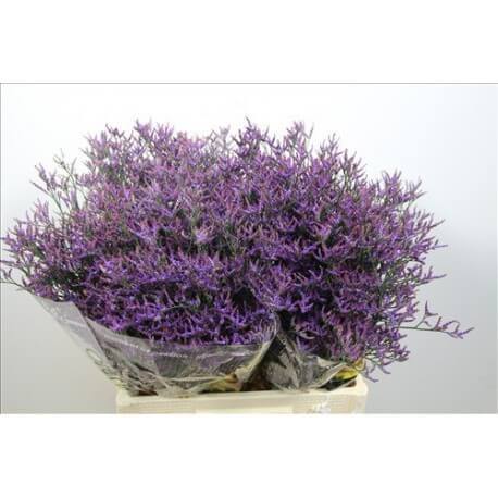 SANTOS-LIMONIUM SAFFORA BLUE 60 CM X25 tallos