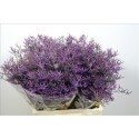 SANTOS-LIMONIUM SAFFORA BLUE 60 CM X25 tallos