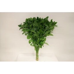 SANTOS-RUSCUS 80 CM