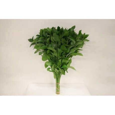 SANTOS-RUSCUS 80 CM