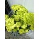 CLAVEL NACIONAL VERDE 1ª