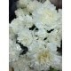CLAVEL NACIONAL BLANCO 1ª