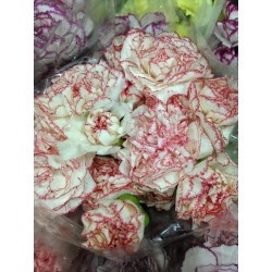 CLAVEL NACIONAL BICOLOR ROSA 1ª