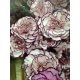 CLAVEL NACIONAL BICOLOR LILA 1ª