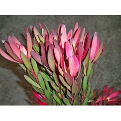 SANTOS-LEUCADENDRO SAFARI SUNSET 70 CM