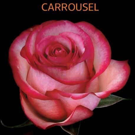 SANTOS-ROSA ECU BICOLOR CARROUSEL 50 CM X25