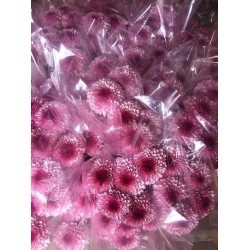 MARGARITA NACIONAL PIMPOM ROSA