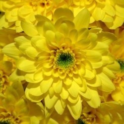 MARGARITA NACIONAL EURO AMARILLA