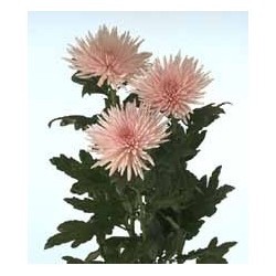 MARGARITA NACIONAL DELISTAR ROSA