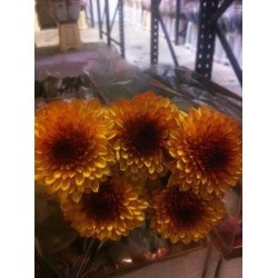 MARGARITA NACIONAL PIMPOM NARANJA