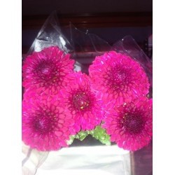 MARGARITA NACIONAL PIMPOM PURPLE