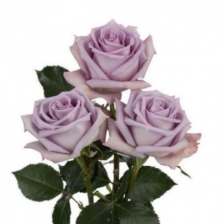 ROSA ECU OCEAN SONG LILA 60 CM X25