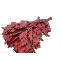 HOJA DE ROBLE PRESERVADA RUBRA 80 CM X20