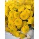 MARGARITA NACIONAL MINIPINPON AMARILLO