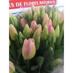 TULIPAN NACIONAL ROSA CLARO
