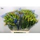 LILIUM L.A. NARANJA 1ª [2/3 FL]