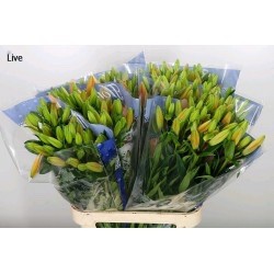 LILIUM L.A. NARANJA 1ª [2/3 FL]