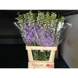 DELPHINIUM MALVA 100 CM