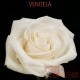 ROSA ECU VENDELA CREMA 40 CM X25 