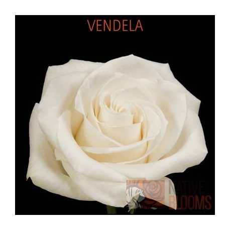ROSA ECU VENDELA CREMA 40 CM X25 