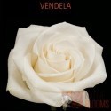 ROSA ECU VENDELA CREMA 40 CM X25 
