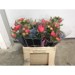 PEONIA NACIONAL CORAL 50 CM