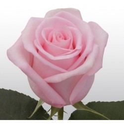 ROSA ECU JESSIKA ROSA CL 60 CM X25 