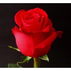 ROSA ECU FREEDOM ROJA 80 CM X25