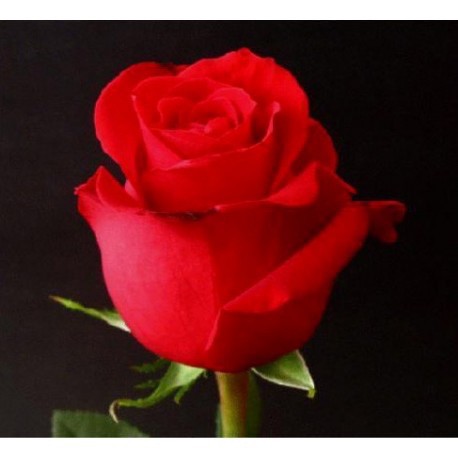 ROSA ECU FREEDOM ROJA 80 CM X25