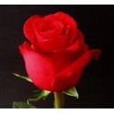 ROSA ECU FREEDOM ROJA 80 CM X25