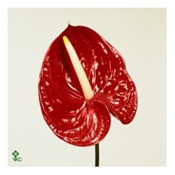 SANTOS-ANTHURIUM TROPICAL X16 NAC