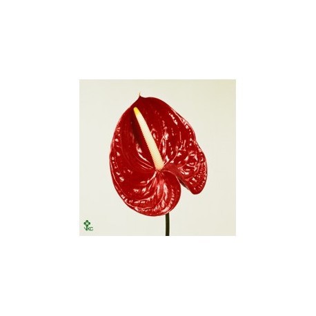 SANTOS-ANTHURIUM TROPICAL X16 NAC