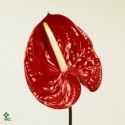 SANTOS-ANTHURIUM TROPICAL X16 NAC