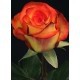 SANTOS-ROSA ECU BICOLOR HIGH MAGIC 40 CM X25