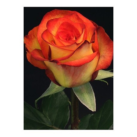 SANTOS-ROSA ECU BICOLOR HIGH MAGIC 40 CM X25