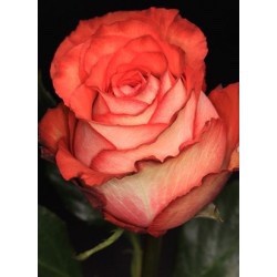 ROSA ECU IGUANA NARANJA 40 CM X20 