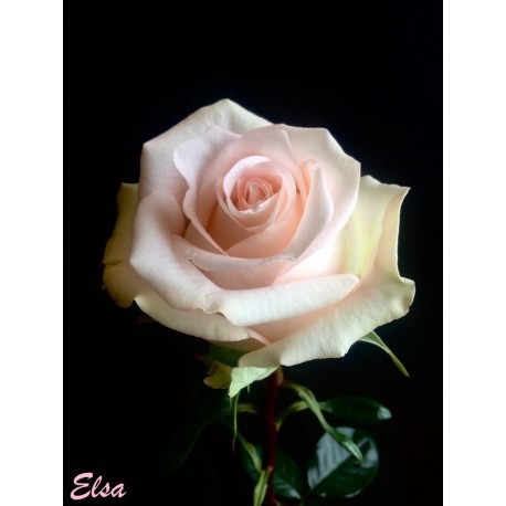 ROSA ECU ELSA ROSA 40 CM X20 