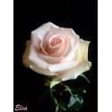 ROSA ECU ELSA ROSA 40 CM X20 