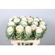 SANTOS-BRASSICA BLANCA W. CRANE