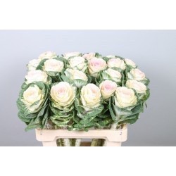 SANTOS-BRASSICA BLANCA W. CRANE