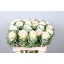 SANTOS-BRASSICA BLANCA W. CRANE